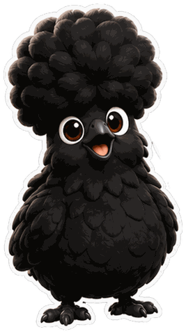 A fluffy black silkie hen